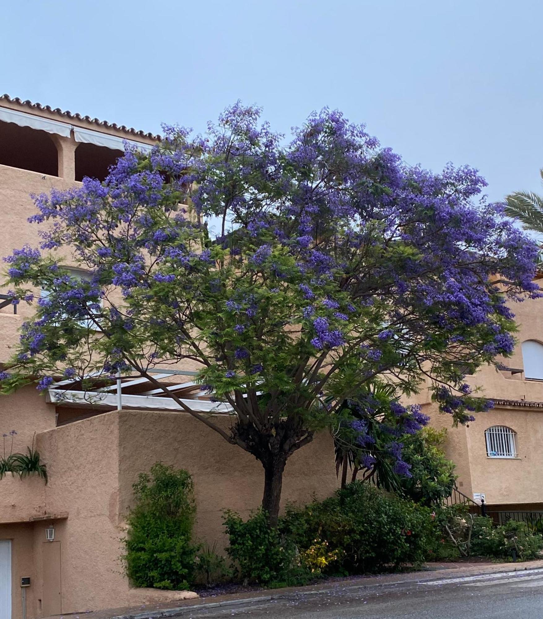 Apartamento Hacienda El Palmeral Puerto Banus Marbella Exterior foto